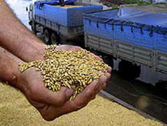 В Кузбассе началась уборка зерновых
